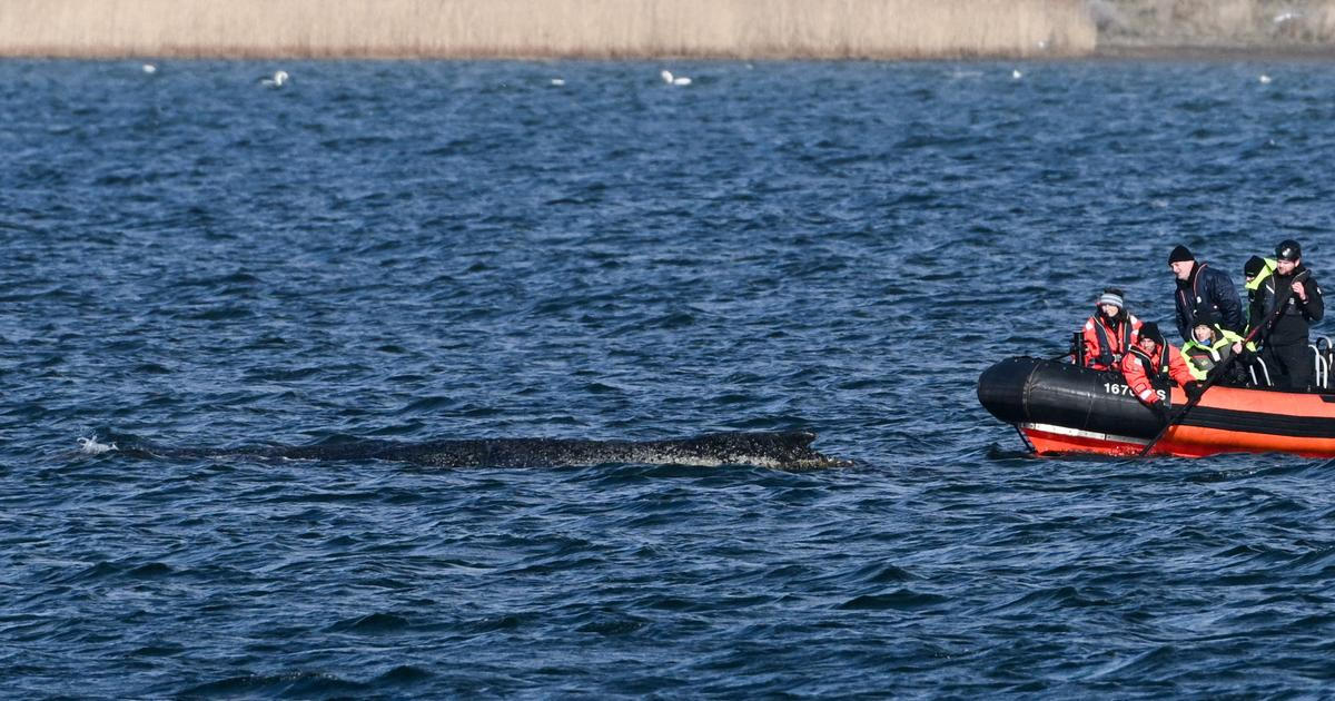 Velrybě, jež opakovaně uvázla na mělčinách na severu SRN, se podařilo vyprostit