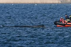 Humpback whale gets stuck again in shallow waters of the Baltic Sea