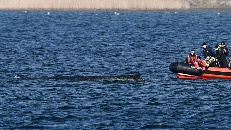 Humpback whale gets stuck again in shallow waters of the Baltic Sea