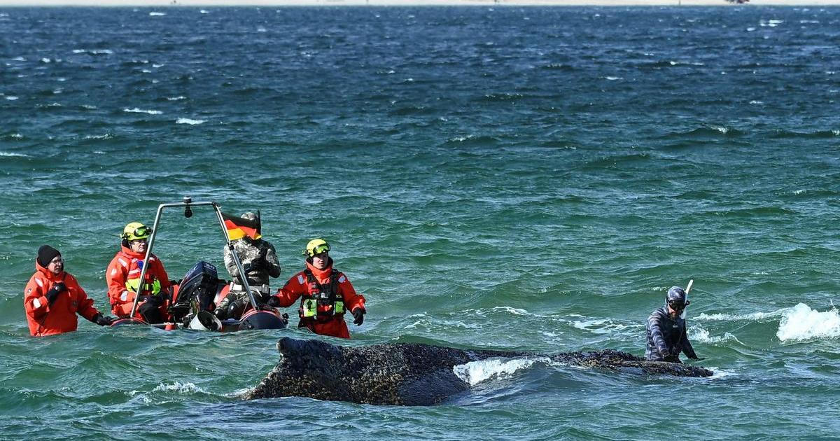 Velryba, která dvakrát uvázla na severu Německa, znovu pluje na otevřeném moři