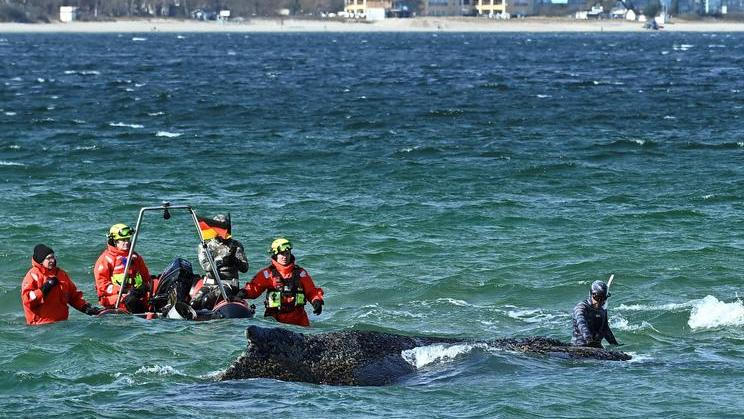 Mluvčí Německého muzea moře uvedla, že ochranáři doufají, že se nyní keporkak vydá na sever.
