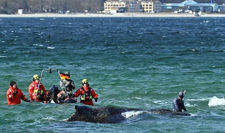 Mluvčí Německého muzea moře uvedla, že ochranáři doufají, že se nyní keporkak vydá na sever.