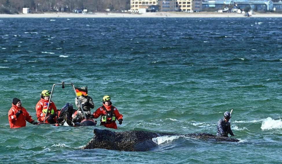 Mluvčí Německého muzea moře uvedla, že ochranáři doufají, že se nyní keporkak vydá na sever.