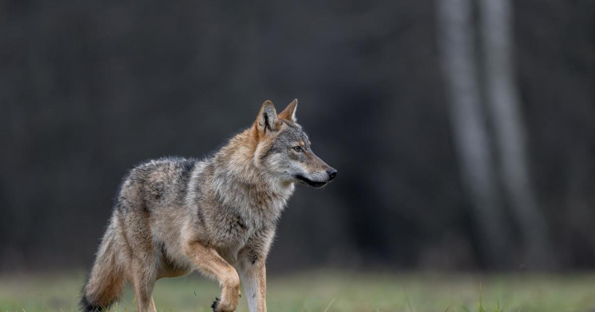 Vlk pokousal ženu u nákupního centra v Hamburku, první útok od roku 1998