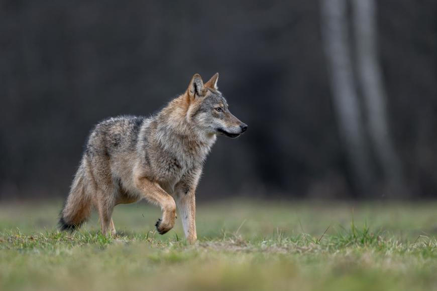 Vlk pokousal ženu u nákupního centra v Hamburku, první útok od roku 1998