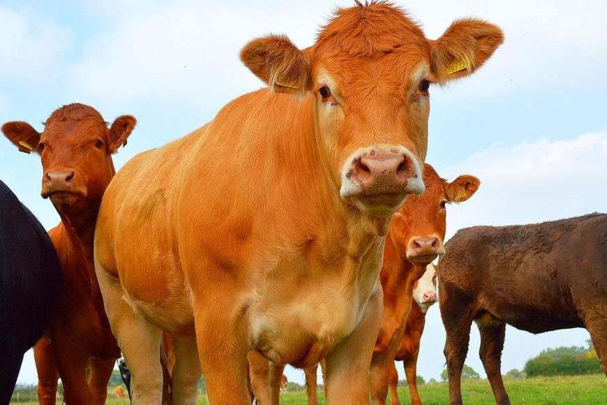 Vesničané zapsali do školky jalovice, aby předešli rušení tříd