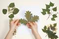 Hands,Holding,A,Dried,Oak,Leaves,Making,A,Herbarium.