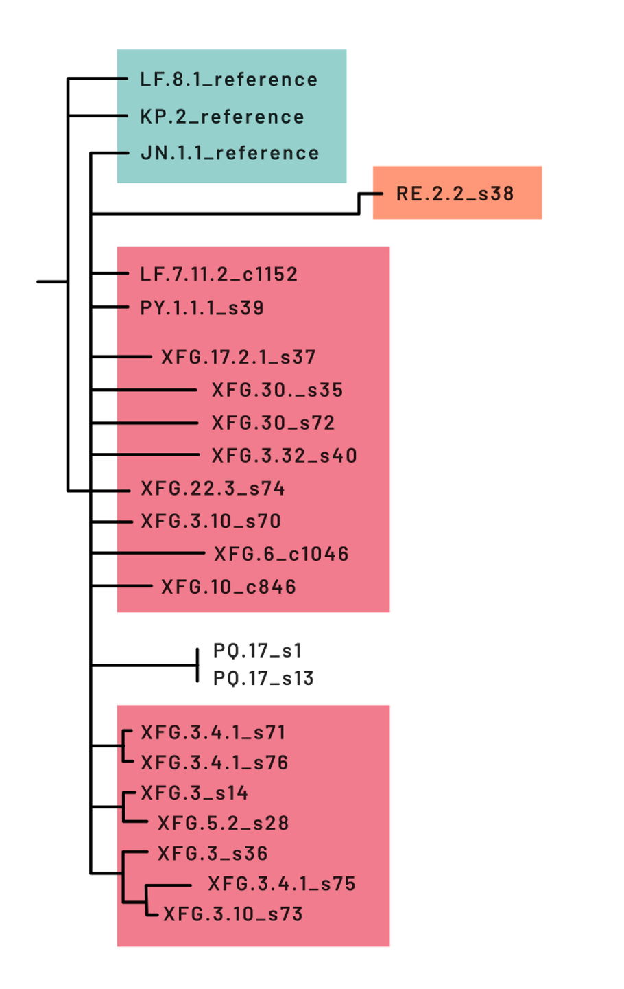 Tento strom ukazuje, jak se vyvíjely současné varianty covidu. Zeleně jsou varianty, které jsou ve vakcínách. Červeně jsou potomci omikronu, dominantní v posledním půl roce. Žlutě je Cikáda, která se vymyká. Zdroj: Státní zdravotní ústav