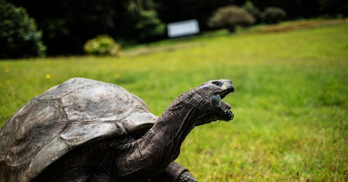 „Není to aprílový žert.“ Dožil se téměř dvě stě let a nyní se stal obětí kyberpodvodu
