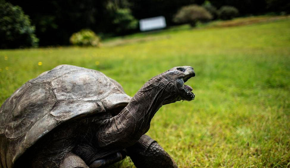 Nejstarší suchozemský živočich želva Jonathan.