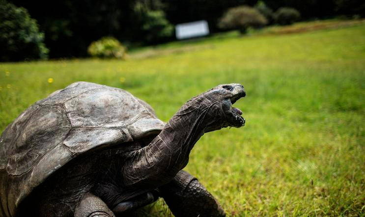 Nejstarší suchozemský živočich želva Jonathan.