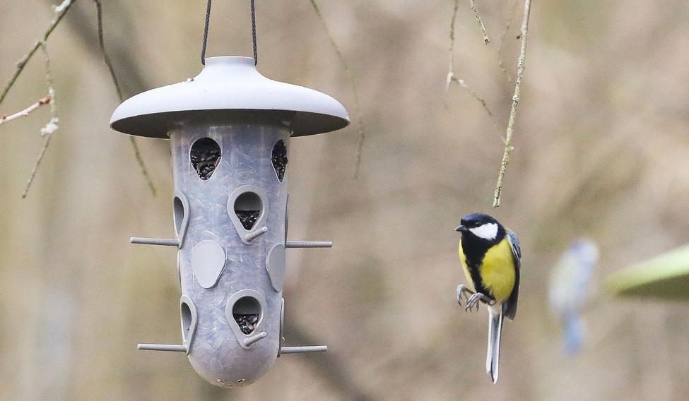 Sčítání ptáků - Ptačí hodinka, Česká ornitologická společnost - příroda, ptactvo, sýkora, koňadra, pták, ptáci