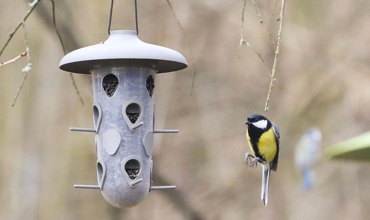 Sčítání ptáků - Ptačí hodinka, Česká ornitologická společnost - příroda, ptactvo, sýkora, koňadra, pták, ptáci
