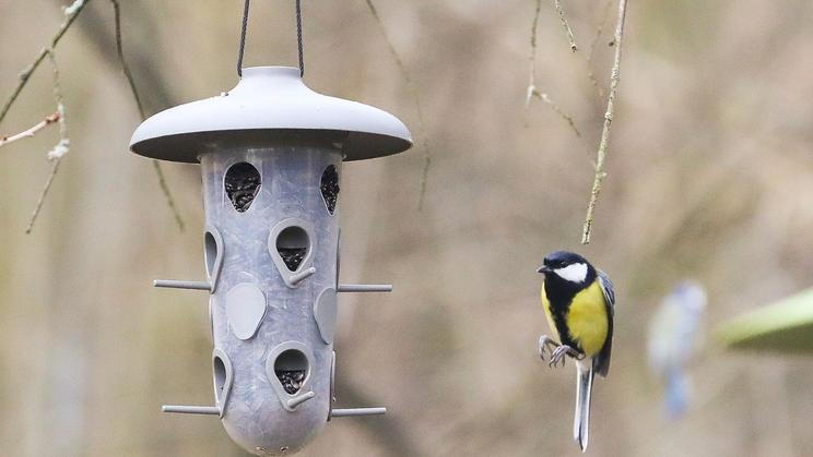 Sčítání ptáků - Ptačí hodinka, Česká ornitologická společnost - příroda, ptactvo, sýkora, koňadra, pták, ptáci