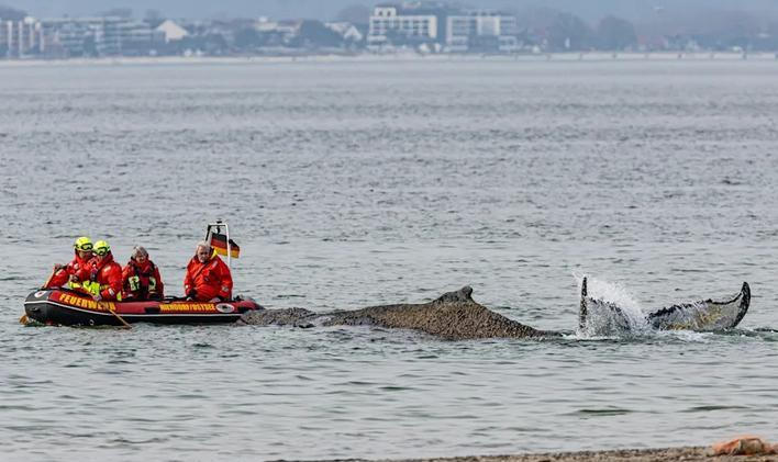 Mladý keporkak, který uvázl u německých břehů, už nemá naději na záchranu. Čeká se tak už jen na to, kdy kytovec uhyne.