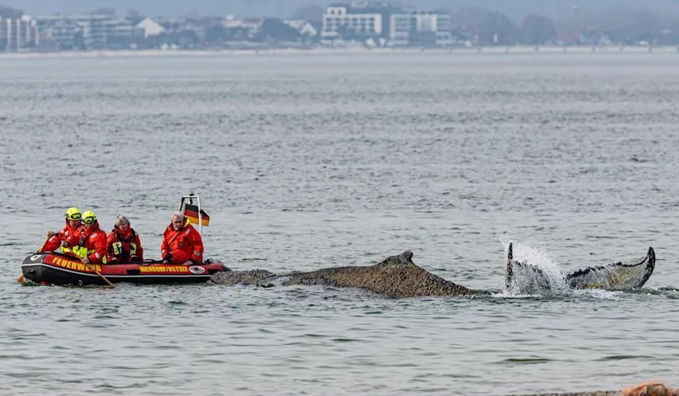 Mladý keporkak, který uvázl u německých břehů, už nemá naději na záchranu. Čeká se tak už jen na to, kdy kytovec uhyne.