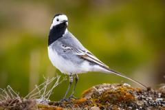 White,Wagtail,(motacilla,Alba),On,The,Ground,In,Closeup