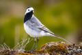 White,Wagtail,(motacilla,Alba),On,The,Ground,In,Closeup