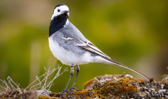 White,Wagtail,(motacilla,Alba),On,The,Ground,In,Closeup