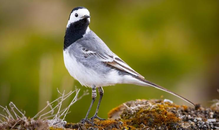 White,Wagtail,(motacilla,Alba),On,The,Ground,In,Closeup