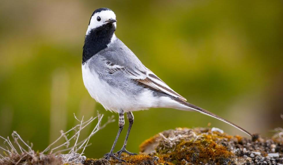 White,Wagtail,(motacilla,Alba),On,The,Ground,In,Closeup