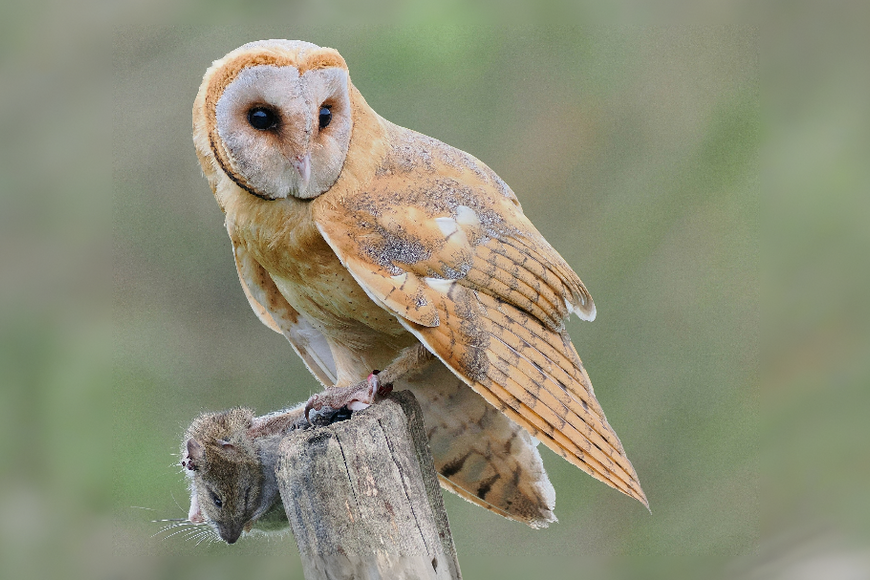 „Sami se střílí do hlavy.“ Resort Motoristů pod palbou kvůli smrtícímu jedu v polích