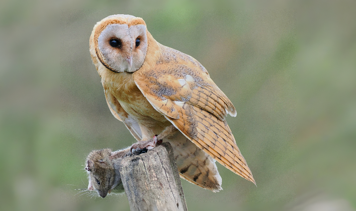 „Místo hrabošů se zlikvidují celé populace dravých ptáků, sov a lasiček – tedy živočichů, kteří lidem v boji s tímto hlodavcem naopak pomáhají,“ kritizuje sypání jedu do polí Česká společnost ornitologická. Hraboši se živí třeba zvlášť chráněná sova pálená.