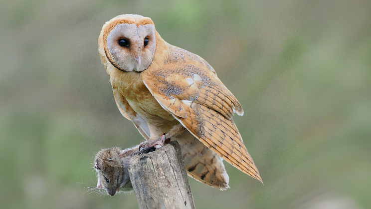 „Místo hrabošů se zlikvidují celé populace dravých ptáků, sov a lasiček – tedy živočichů, kteří lidem v boji s tímto hlodavcem naopak pomáhají,“ kritizuje sypání jedu do polí Česká společnost ornitologická. Hraboši se živí třeba zvlášť chráněná sova pálená.