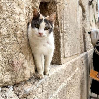  Škoda tyhle fotky minout: Knockout, prezidentský zajíček nebo kočka ve škvíře