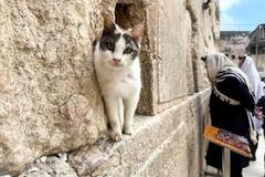  Škoda tyhle fotky minout: Knockout, prezidentský zajíček nebo kočka ve škvíře