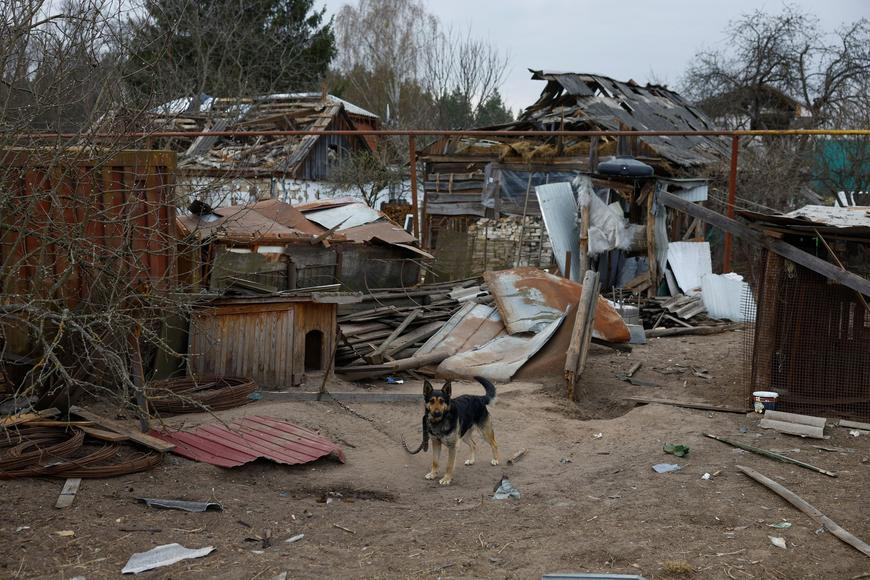 Ukrajinská fronta jako evoluční experiment. Opuštění psi se „mění“ ve vlky