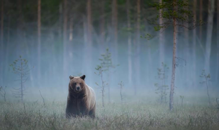 Wild,Brown,Bear,(,Ursus,Arctos,)