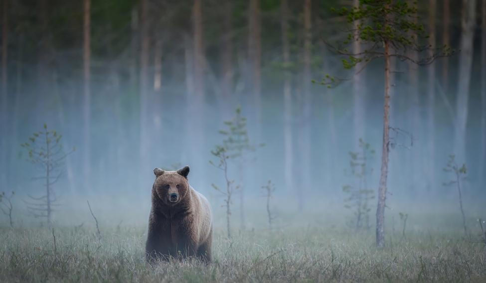 Wild,Brown,Bear,(,Ursus,Arctos,)