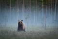 Wild,Brown,Bear,(,Ursus,Arctos,)