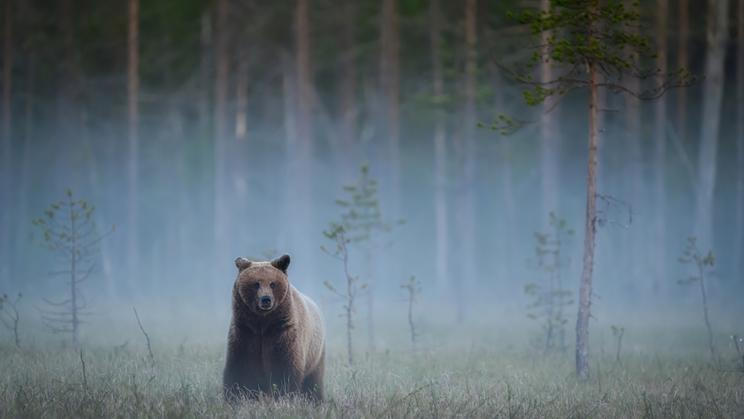 Wild,Brown,Bear,(,Ursus,Arctos,)