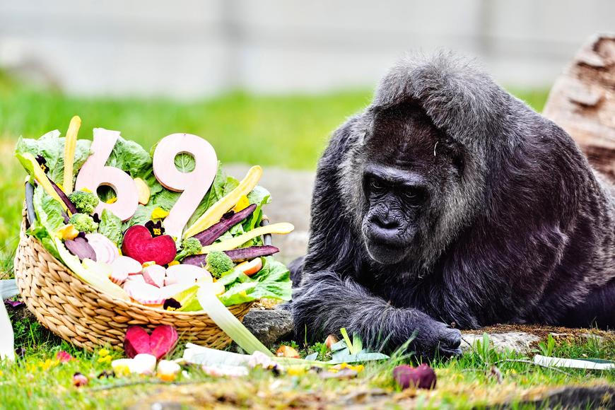 Berlínská legenda: Fatou je zřejmě nejstarší gorila na světě