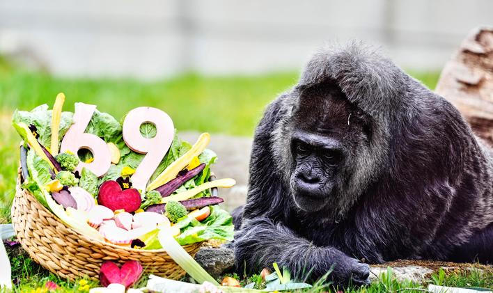 Berlínská legenda: Fatou je zřejmě nejstarší na světě