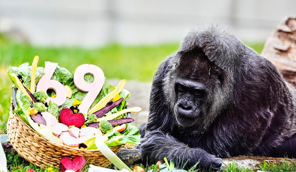 Berlínská legenda: Fatou je zřejmě nejstarší na světě