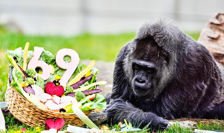 Berlínská legenda: Fatou je zřejmě nejstarší na světě