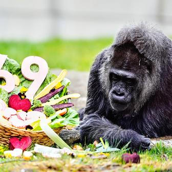 Berlínská legenda: Fatou je zřejmě nejstarší na světě