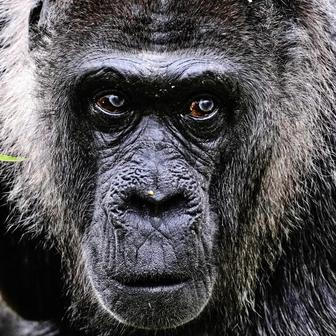 Berlínská legenda: Fatou je zřejmě nejstarší na světě