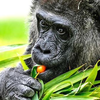 Berlínská legenda: Fatou je zřejmě nejstarší na světě