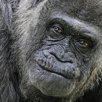Berlínská legenda: Fatou je zřejmě nejstarší na světě