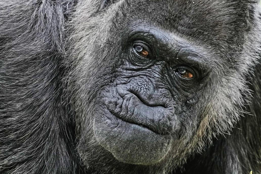 Berlínská legenda: Fatou je zřejmě nejstarší na světě