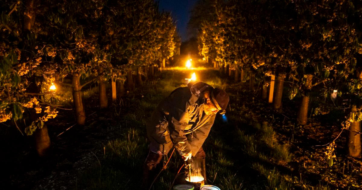„Výhledy jsou šílené.“ Dřívější konec zimy znamená radikální změny pro české ovoce