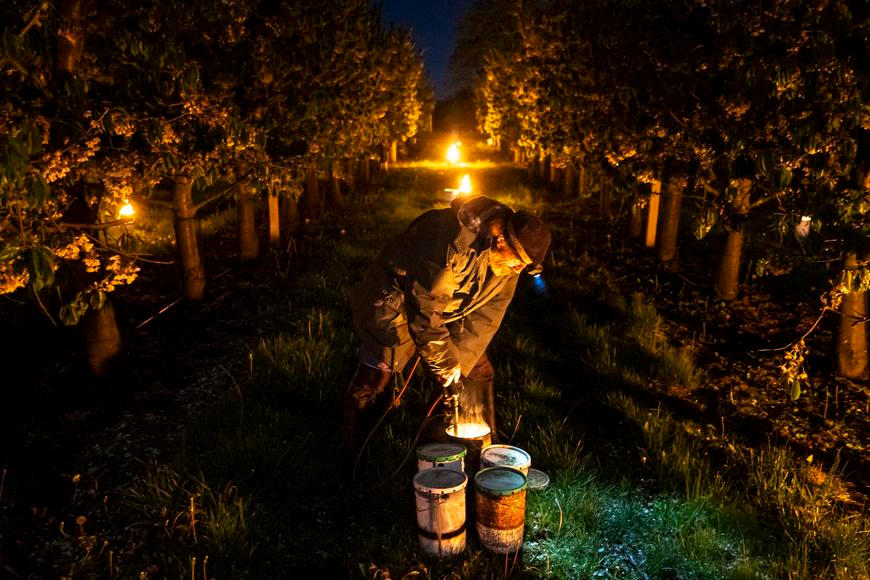 „Výhledy jsou šílené.“ Dřívější konec zimy znamená radikální změny pro české ovoce