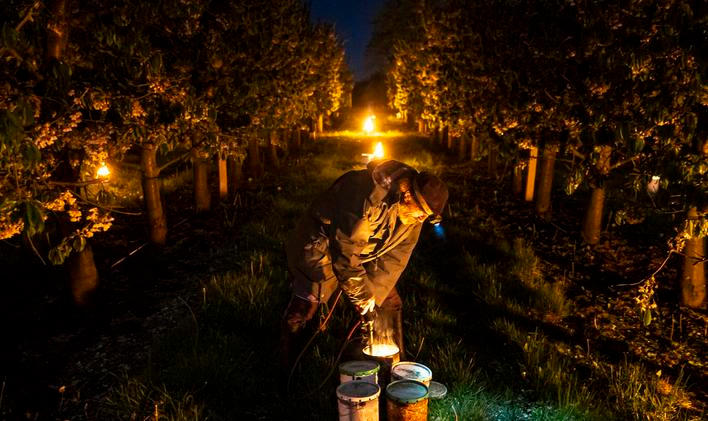 Zahřívání sadů, mrazy