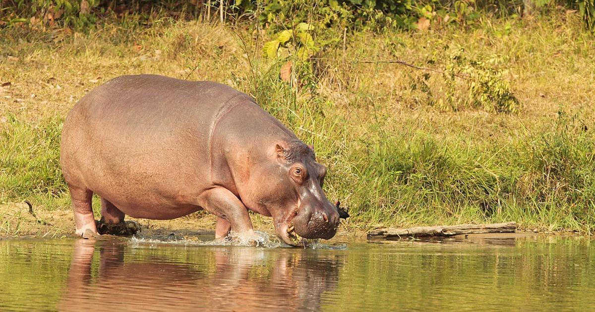 Escobarovi hroši ničí v Kolumbii ekosystém i rybářství, nekontrolovatelně se množí