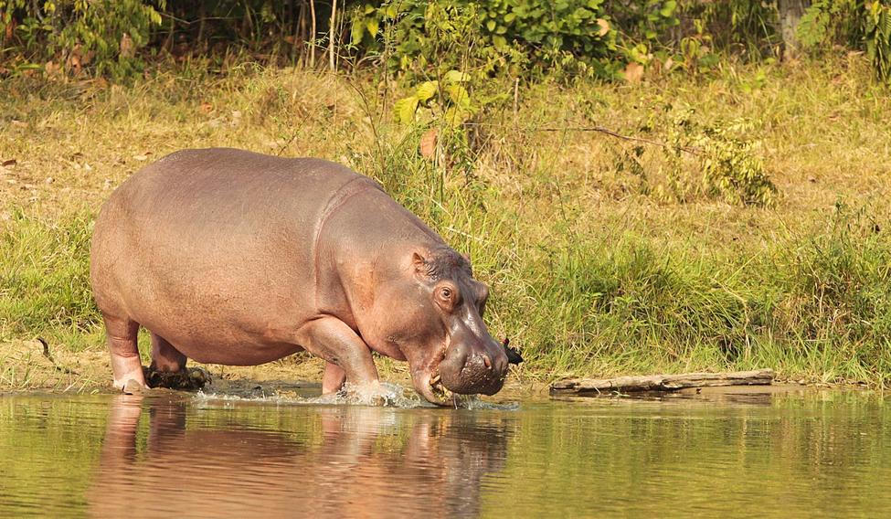 kolumbie hroši hroch escobar