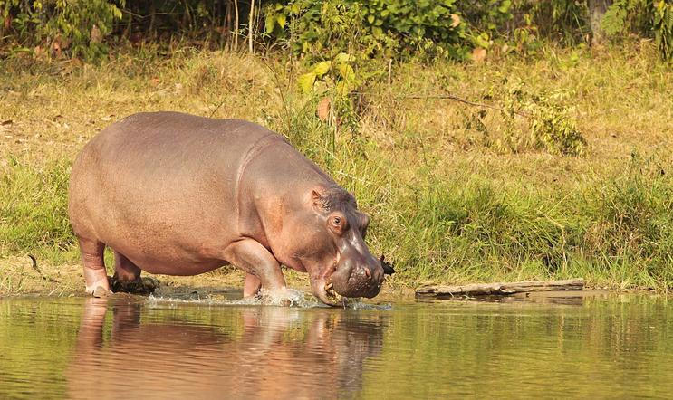 kolumbie hroši hroch escobar